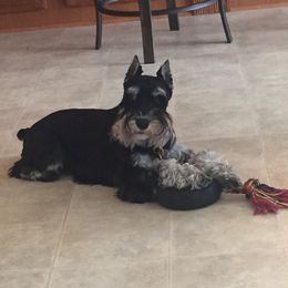 Winston - Miniature Schnauzer