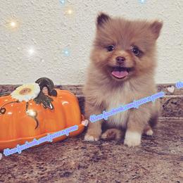 Chocolate Merle - Chocolate merle male Pomeranian puppy in Albany, Oregon from Purrs N Poms
