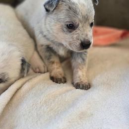 Sassy - Blue speckled female Australian Cattle Dog puppy in Red Bluff, California from 3R Ranch / Australian cattle dogs