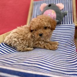 London (tiny girl) - Apricot female Maltipoo puppy in San Diego, California from Maltipoos SD