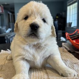Girl 2 - Light golden female Golden Retriever puppy in Graham, Washington from Purebred Golden Paws
