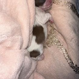 Shih Tzu Puppies from Wood Foo Breeders