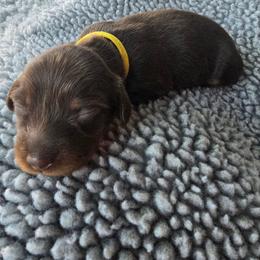 Mocha - Chocolate and tan female Dachshund puppy in Tucson, Arizona from Joplin's Hippo House