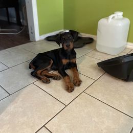 Doberman Pinscher and French Bulldog Puppies from Upper Echelon Kennel