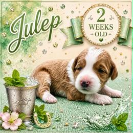 Julep - Apricot female Goldendoodle puppy in Hendersonville, North Carolina from Kim's Cove