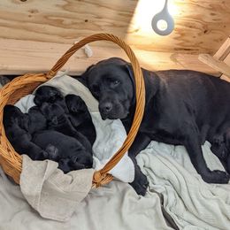 Labrador Retriever Puppies from Corner Crest Labs