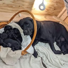 Labrador Retriever Puppies from Corner Crest Labs