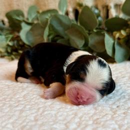 Lucy - Tri-color female Bernedoodle puppy in Perrysville, Ohio from Pleasant Valley Bernedoodles