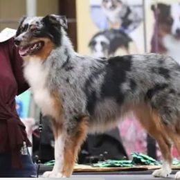 Remy - Miniature Australian Shepherd