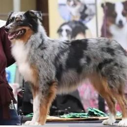 Remy - Miniature Australian Shepherd