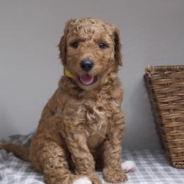 Galaxy. Yellow collar - Apricot female Goldendoodle puppy in Placentia, California from Zari Benji Doodles