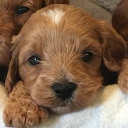 Hanna male 1 - male Cavapoochon puppy in Fredericksburg, Ohio from Timshell Farm Specialty Crossbreed Puppies