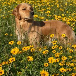 Golden Retriever All Grown Up from Stonewood Goldens