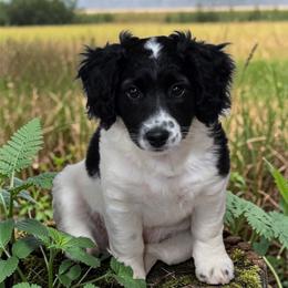 Patches - Black and white female Aussiedoodle puppy in Lebanon, Oregon from Abbott Family Farm