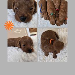 Thor - Red  male Goldendoodle puppy in Newdale, Idaho from Canyon Creek Puppies