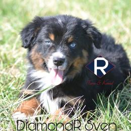 DiamondR Sven - Black Tri Male - Black tri male Miniature Australian Shepherd puppy in Gravette, Arkansas from DiamondR Mini Aussies @ DiamondR Farm & Kennel