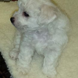 Pie - White male Bichon Frise puppy in Lindale, Texas from Patchwork Bedlington Terriers and Bichon Frise