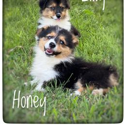 Honey - Black and tan female Pembroke Welsh Corgi puppy in Nortonville, Kansas from Low Riders Corgis & Mini Aussies