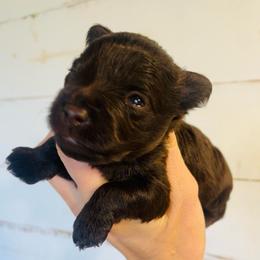 Liver Boy - Liver male Miniature Schnauzer puppy in Malvern, Arkansas from Deep South Miniature Schnauzers