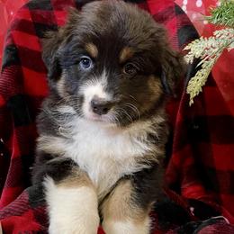 Maddox- White - Black tri-color male Australian Shepherd puppy in Hayward, California from Grissom’s Aussies