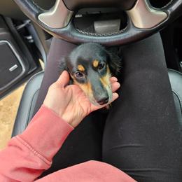 Sadie - Dachshund