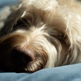 Australian Labradoodles from Running Brook Doodles