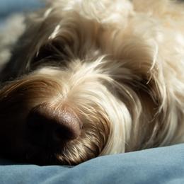 Australian Labradoodles from Running Brook Doodles
