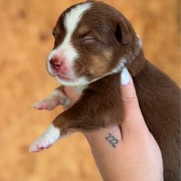 Misty AKC - Red tri-color female Australian Shepherd puppy in Polk City, Florida from Skaky Shepherds