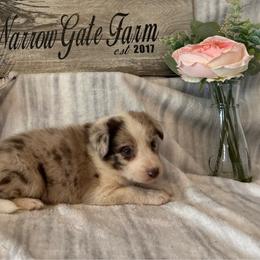 Stella - White and red merle female Border Collie puppy in Moody, Texas from Narrow Gate Farm