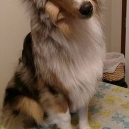Collies from Sandra's Collies