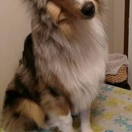 Collies from Sandra's Collies