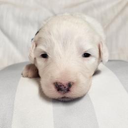Blue collar - Gray and white female Old English Sheepdog puppy in Smallett, Missouri from Chasin Angus Sheepdogs