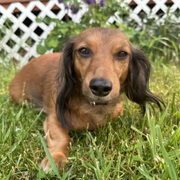 Charlotte - Dachshund