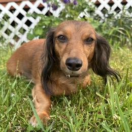 Charlotte - Dachshund