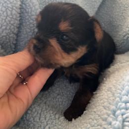 Buzz - Blue and gold male Yorkshire Terrier puppy in Brooksville, Florida from York Girl’s Pups