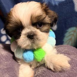 B.B.  aka baby boy - Black gold and white male Shih Tzu puppy in Hemet, California from Aloha Shih Tzu