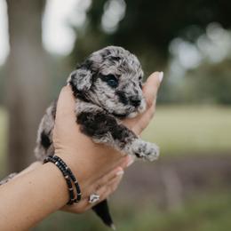 Rosemary - Brown merle female Aussiedoodle puppy in Lake City, Florida from North Florida Poodles and Doodles