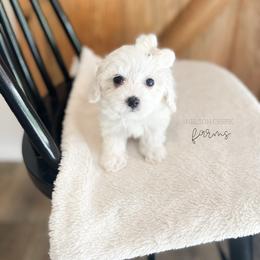 Maroon - Chloe Sullivan - White female Maltipoo puppy in Huntsville, Texas from Nelson Creek Farms