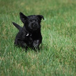 Labrador Retriever Puppies from Pendleton Labradors
