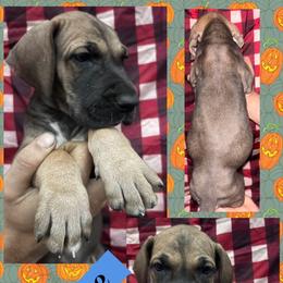 Cashmere - Fawn male Great Dane puppy in Wellsville, New York from Prophecy Danes