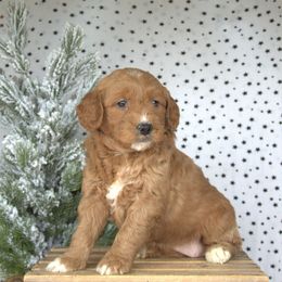 Holly - Red  female Goldendoodle puppy in Apopka, Florida from Rae Precious Puppies