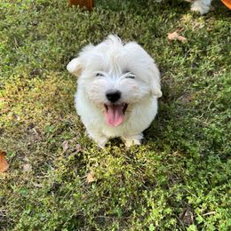 Coton de Tulear Puppies from Smoky Mountains Cotons
