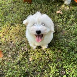 Coton de Tulear Puppies from Smoky Mountains Cotons