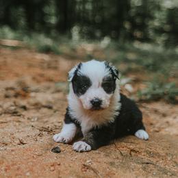 Willow - Tri-color female Border Collie puppy in Fortson, Georgia from Southern Wind Farms