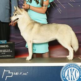Nina - Siberian Husky