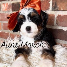 Aunt March - Tri-color female Bernedoodle puppy in Snohomish, Washington from Refined Doodles