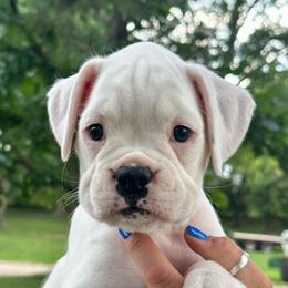 Iris - White female Boxer puppy in Forest City, Iowa from Mt Valley Boxers