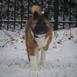 Akita Puppies from Gallant Akitas
