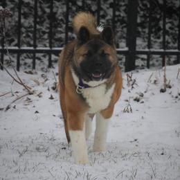 Akita Puppies from Gallant Akitas