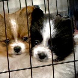 Pomeranian Puppies from ThePomPack